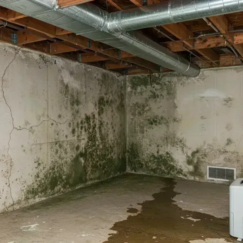 Professional Mold Removal in Palmview South, TX